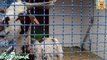 Children feed goat in farm animals - Farm Animals video fo