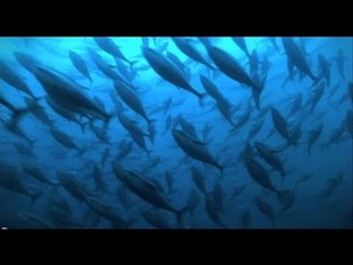 Extreme JOB, 필리핀 참치잡이 1부