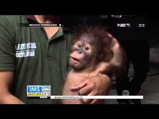 Bayi Orangutan Masih Menjalani Karantina - IMS