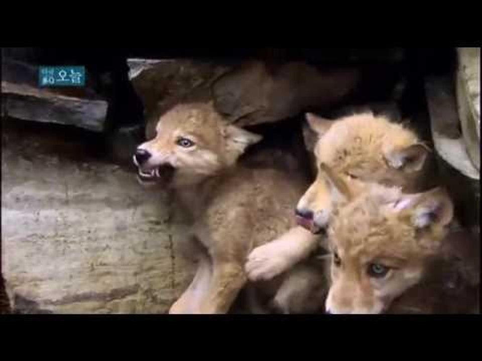 다큐 오늘 - 인간과 늑대