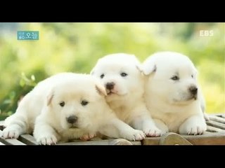 다큐 오늘 - 내 이름은 개_#001