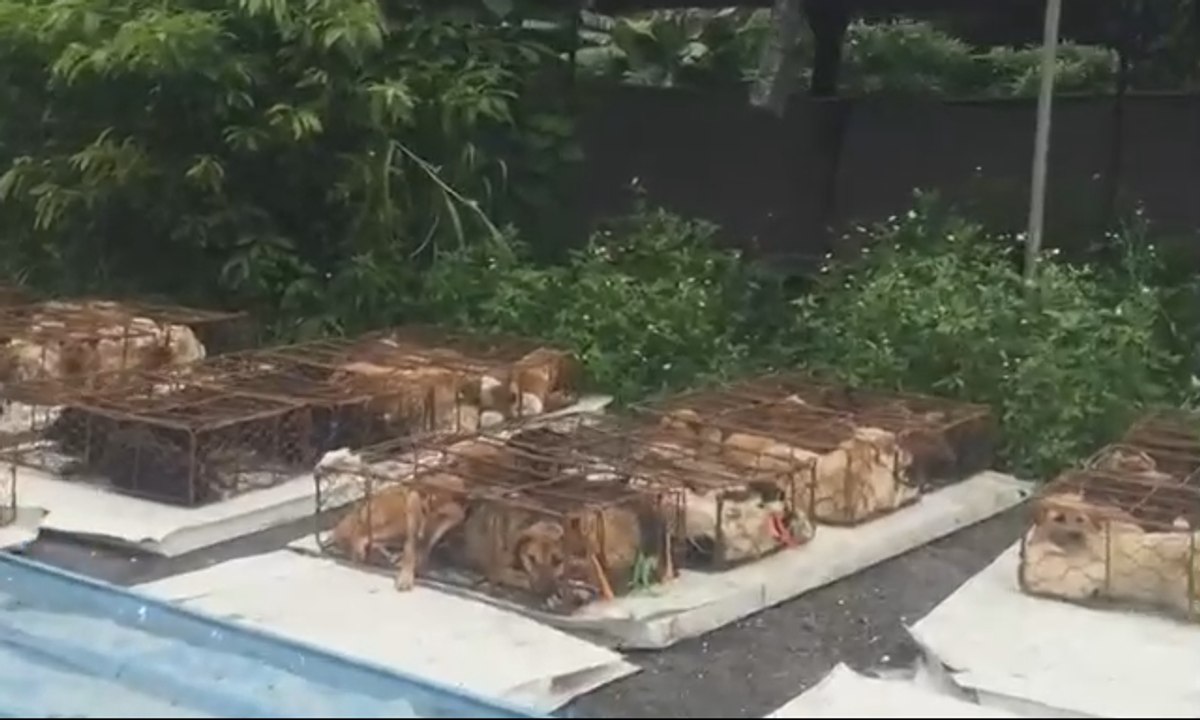 Aktivis Hewan Selamatkan Ribuan Anjing dan Kucing