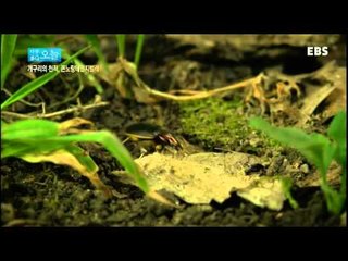 다큐 오늘 - 개구리의 천적, 큰노랑테먼지벌레