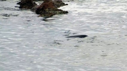 Shark at Sant Antoni beach, Ibiza !