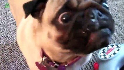 Funny Dogs - Try Not To Laugh Challenge for Kids 2016