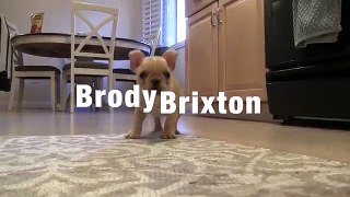 French_Bulldog_Puppy_Tricks_12_wks_old_Brody_Brixton