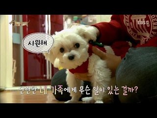 EBS 스페셜 프로젝트 - 세상에 나쁜 개는 없다 3부-상습 탈주범 새우/우리는 아무데나 싼다 루피와 제니_#002