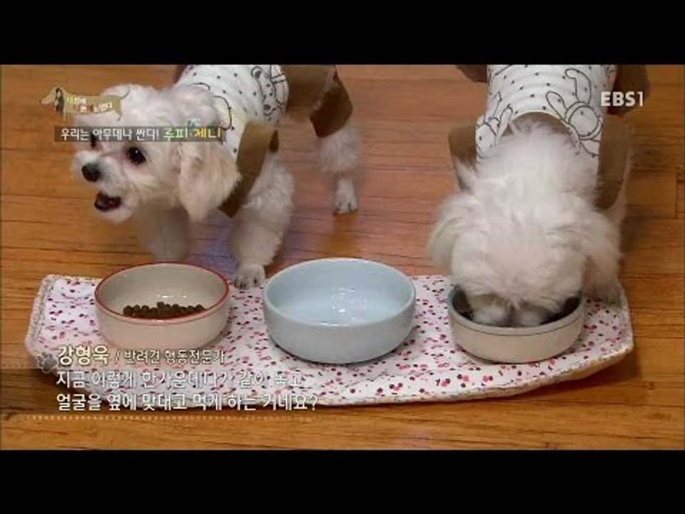EBS 스페셜 프로젝트 - 세상에 나쁜 개는 없다 3부-상습 탈주범 새우/우리는 아무...