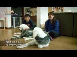 EBS 스페셜 프로젝트 - 세상에 나쁜 개는 없다 4부-노인학대견 단추와 쪼꼬/외로움에 울부짖는 봉봉이_#001