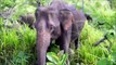 Elephants for Kids - Wild Animals Video for Children - Elephants Playing