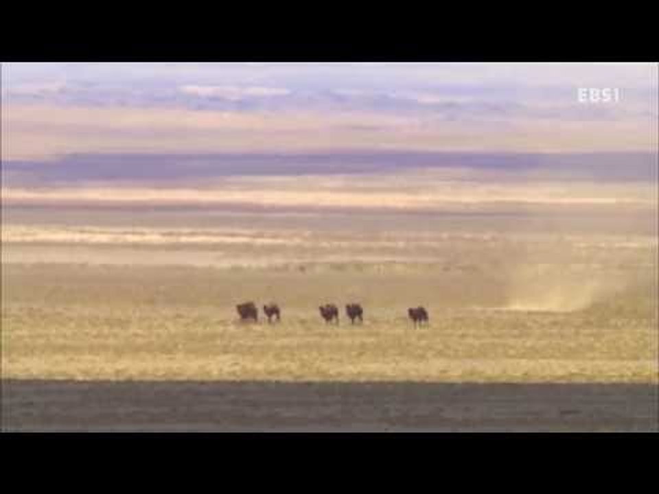 EBS 다큐프라임 - 중앙아시아, 살아남은 야생의 기록 3부 바람의 이야기, 땅의 노...