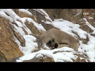 EBS 다큐프라임 - 중앙아시아, 살아남은 야생의 기록 4부 파미르와 히말라야_#001