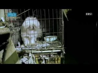 다큐 오늘 - 나는 교배견입니다