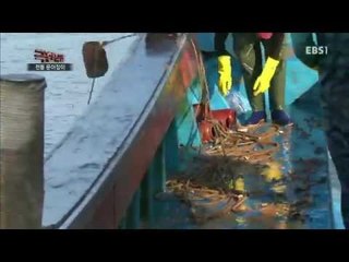 극한직업 - Extreme JOB_전통 문어 잡이_#001