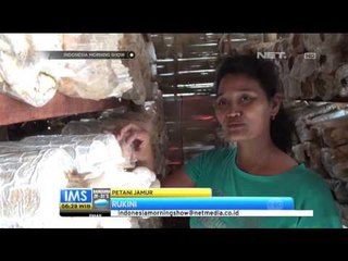 Serba Serbi Budidaya Jamur - IMS