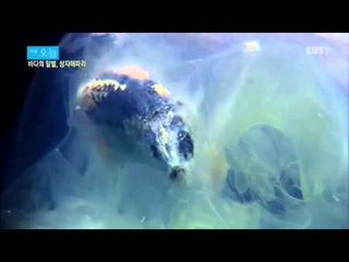 다큐 오늘 - 바다의 말벌, 상자해파리_#001