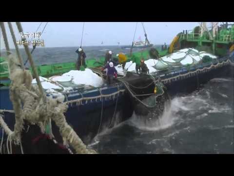 한국기행 - Korea travel_바다의 명장들 1부 바다의 보리, 고등어_#001