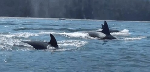 Orca Pod Surprises Washington Paddle-boarders