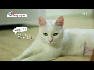 글로벌 가족정착기 - 미국에서 온 며느리 케리, 아기를 갖고 싶어요_#001