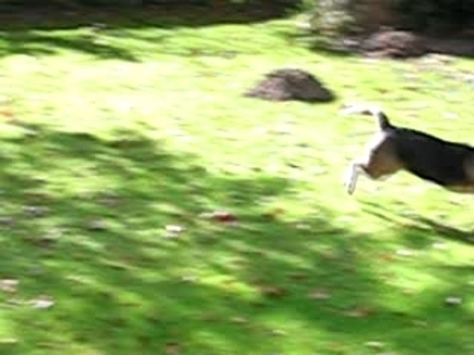 jeune Chien de chasse bigel bigel s'amuse pelouse 2007