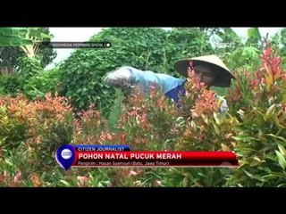Penjualan Pohon Natal Pucuk Merah Meningkat - IMS