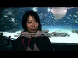 Perayaan Unik Natal di Tempat Wisata Akuarium di Jepang - NET12