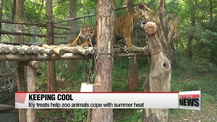 Download Video: Icy treats help zoo animals cope with heat in Korea