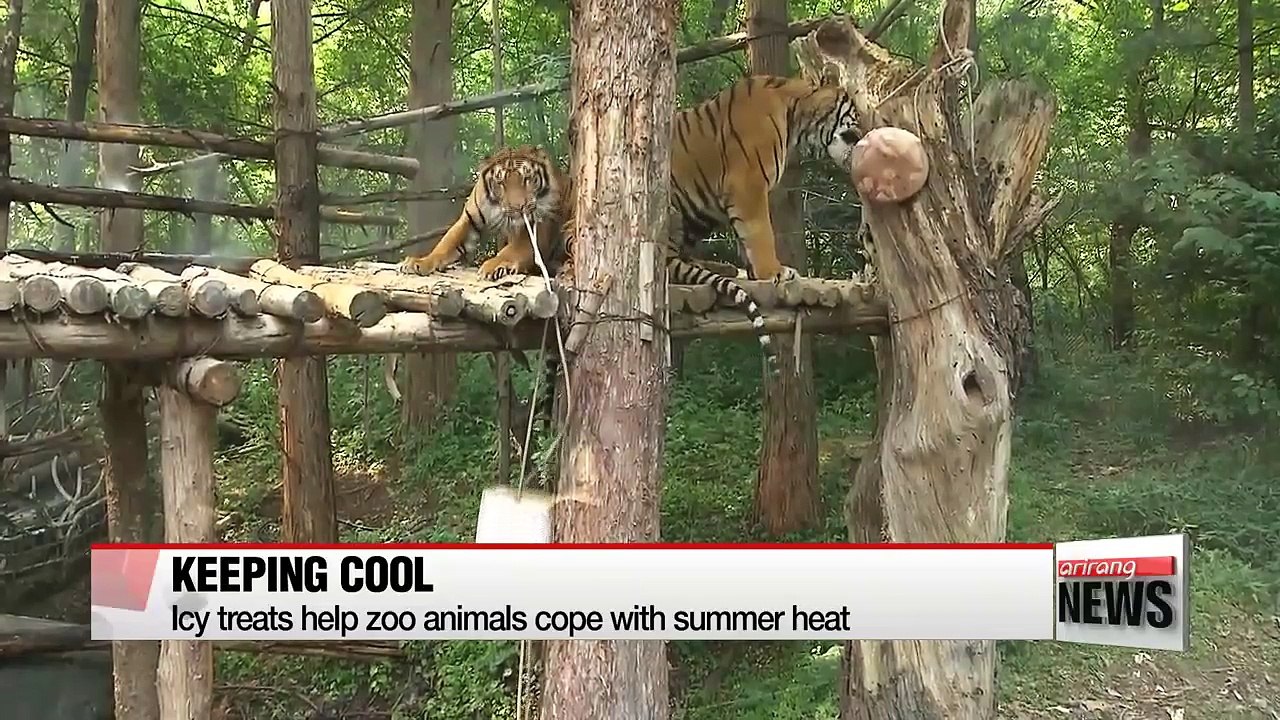 Icy treats help zoo animals cope with heat in Korea