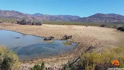Gergedan Ve Su Aygırının Ölümcül Kavgası