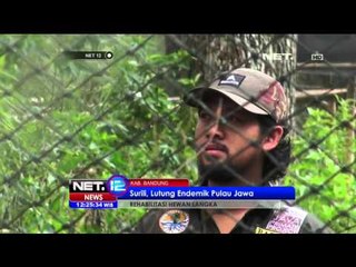 7 Ekor Surilli Dikembalikan Ke Indonesia - NET12