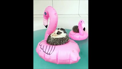 Ces hérissons savent comment lutter contre la canicule