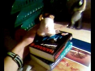 super-rat vs super-chien 2