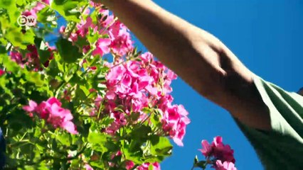 The patios of Córdoba | Euromaxx