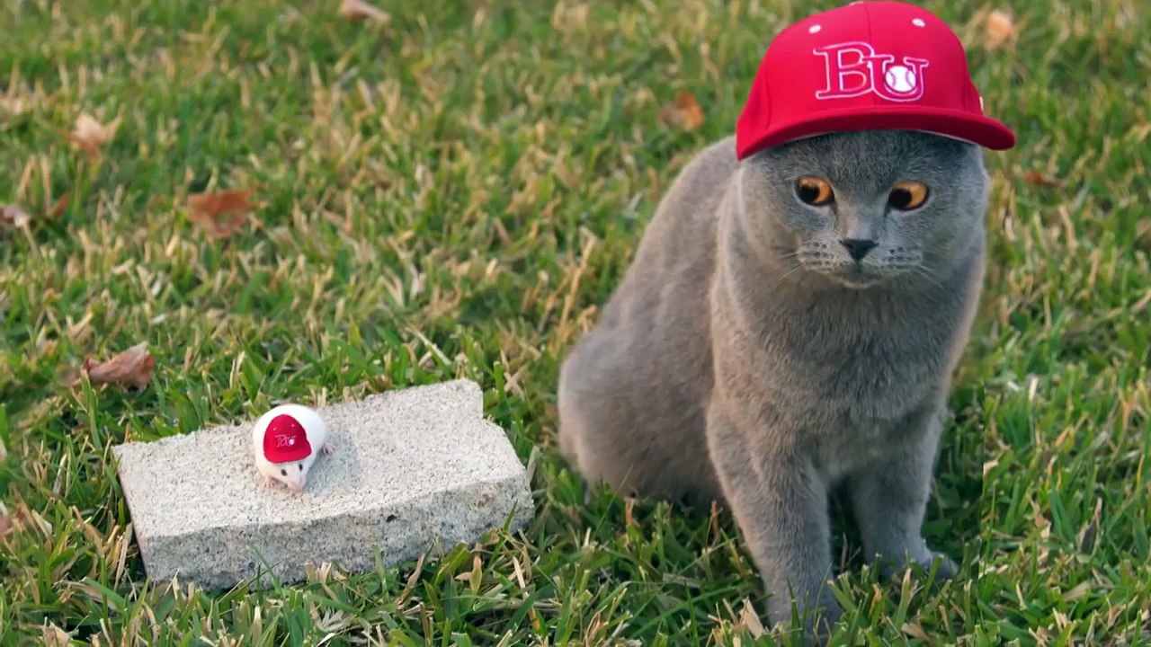 Aarons Animals NEW VIDEO COMPILATION 2017 || FunnyVines