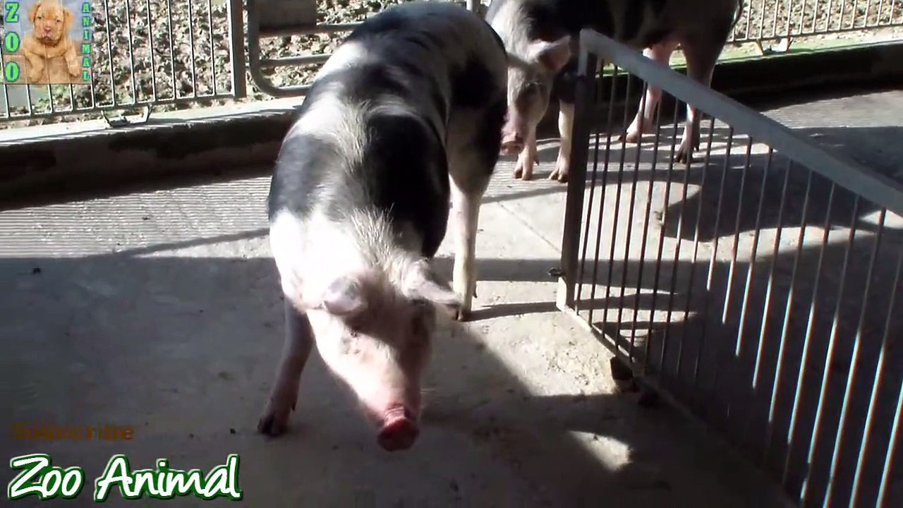 Farm Pigs Super Happy and Funny - Farm Animals videos for kids - Animais T