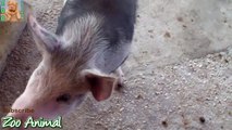 Farm Pigs Super Happy and Funny - Farm Animals videos for
