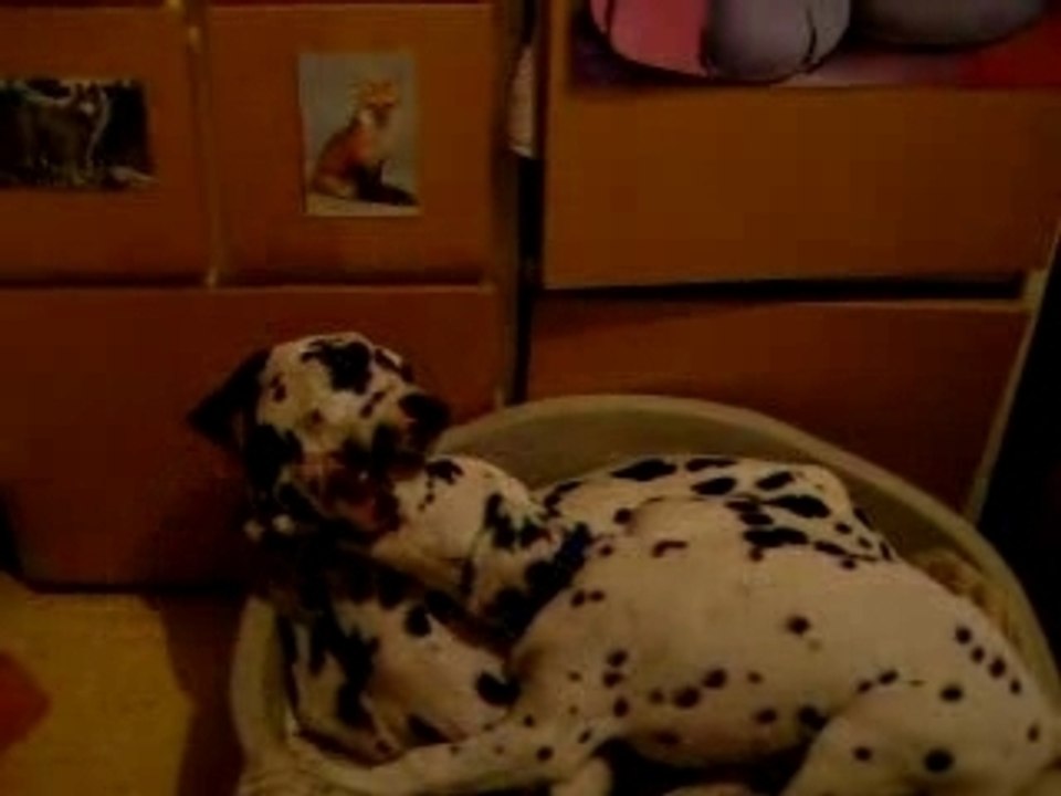 *-*EnZo Le DiNoSaUrE eT Zoé La CaSsE-PiEd!!!*-*