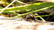 P. audax evading wolf spiders while eating one