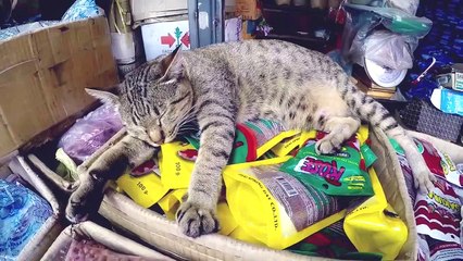 Le Laos avec ma mère - Natoo-AC2BDeZU3z4