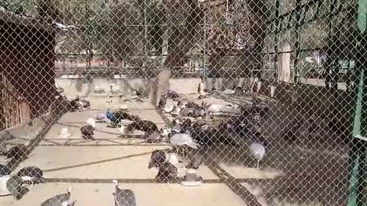 Funny Videos That Will Make You Laugh So Hard You Cry - Just Laughing !!