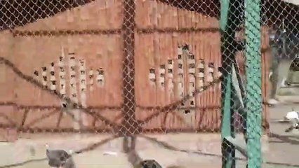 Funny Videos That Will Make You Laugh So Hard You Cry - Just Laughing !!