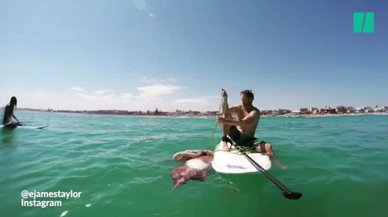 Ces amateurs de paddle ont rencontré un calamar géant blessé
