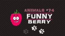 Funny cats,  funny dogs, cutedfgr animals - Animal Compilation June 2017_ Funny Berry Animals #74