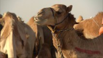 Saudi blockade on Qatar sabotages multi-billion dollar camel business