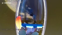 Friendly manatee chases see-through canoe and tries to eat it