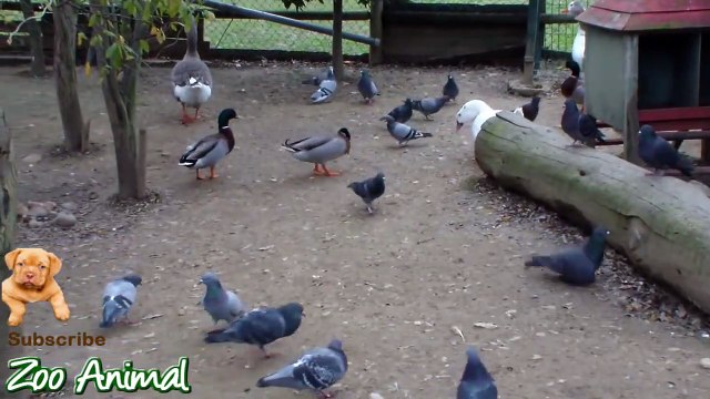 Real Duck Chickens Goose Pigeon Swan in farm animals - Farm Animals video