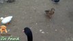 Real Duck Chickens Goose Pigeon Swan in farm animals - Farm Animals video for k
