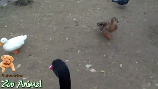 Real Duck Chickens Goose Pigeon Swan in farm animals - Farm Animals video for k