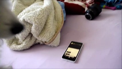 Funny and super cute white swiss shepherd puppy