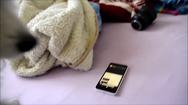 Funny and super cute white swiss shepherd puppy